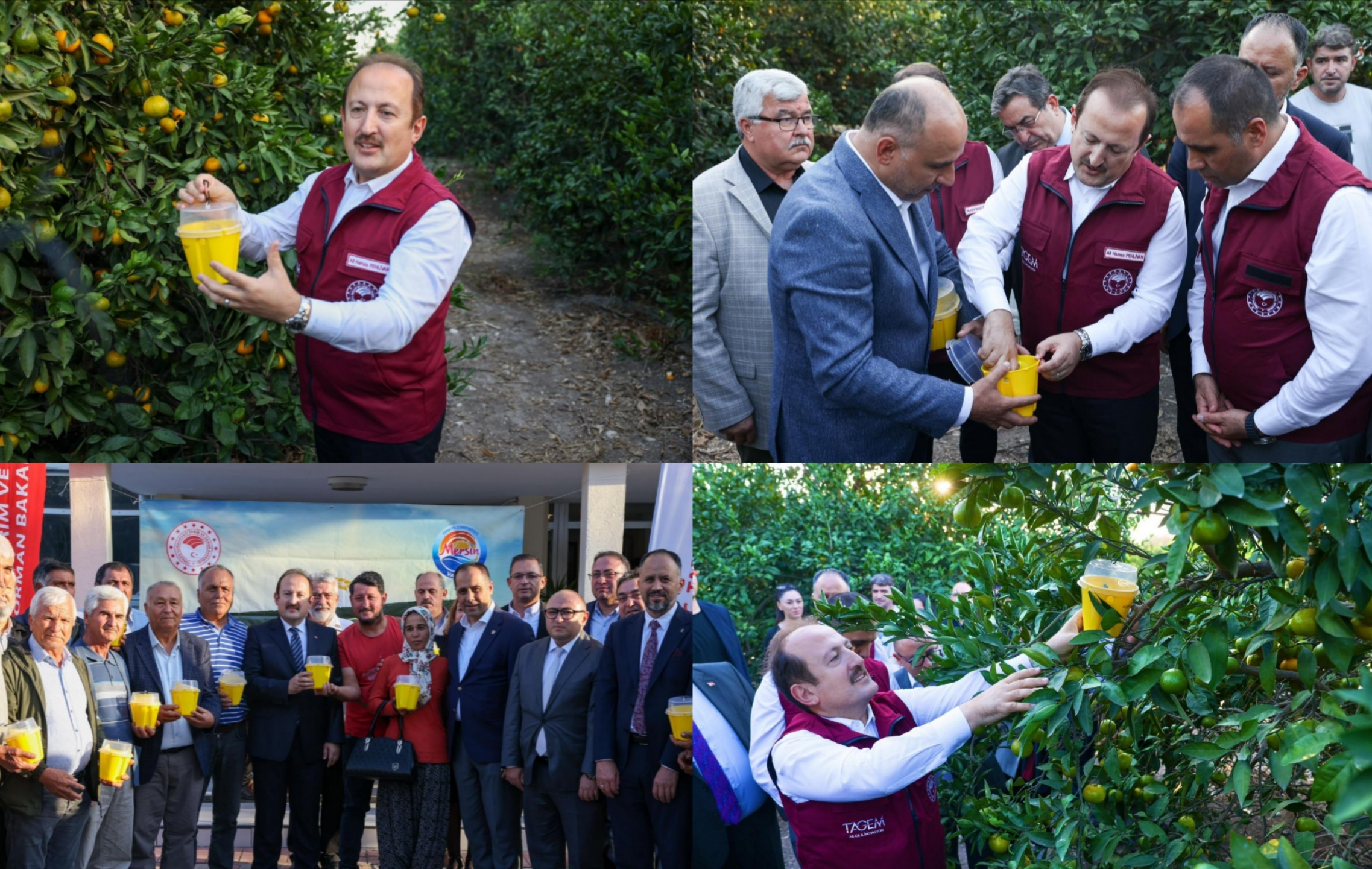 VALİ ALİ HAMZA PEHLİVAN, “AKDENİZ MEYVE SİNEĞİNE KARŞI MÜCADELEDE BAŞARILI SONUÇLAR ELDE ETTİK.”