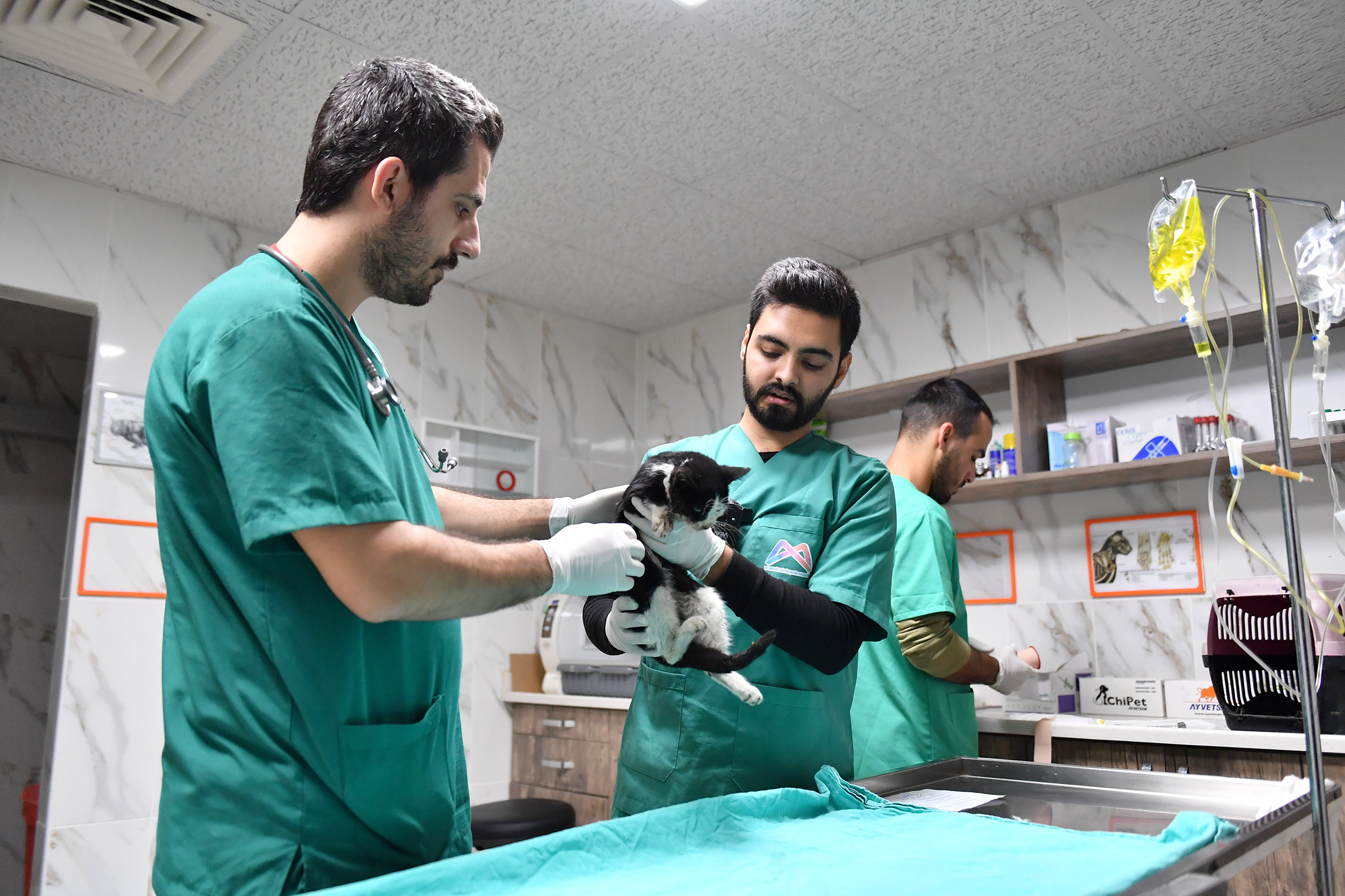 PATİLİ DOSTLAR BÜYÜKŞEHİR SAYESİNDE SAĞLIKLI VE GÜVENDE   