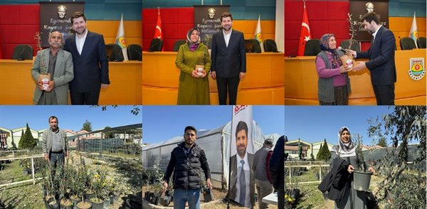 TARSUS SARIULAK ZEYTİNİNE DESTEK