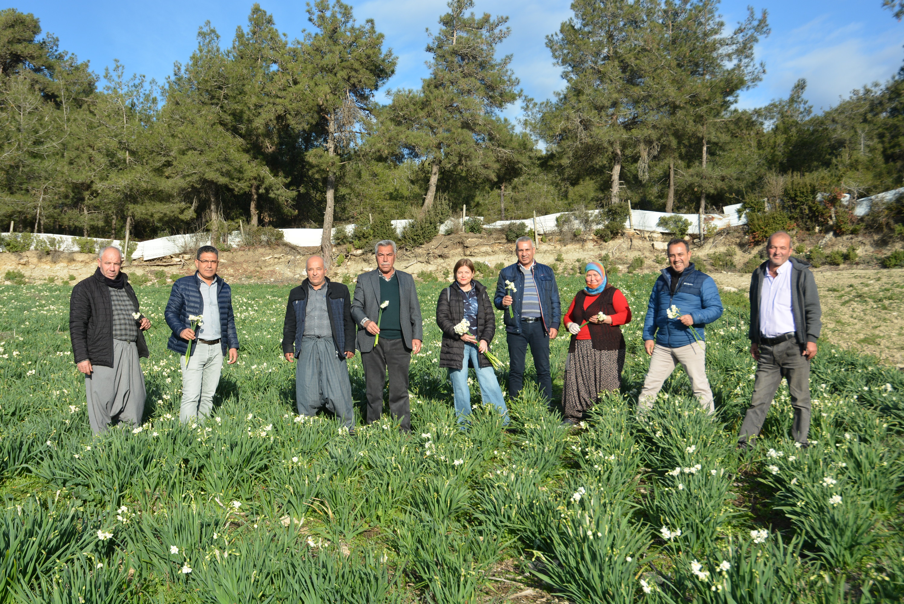 BÜYÜKŞEHİR’İN DÜZENLEDİĞİ “3. NERGİS FESTİVALİ” PAZAR GÜNÜ GERÇEKLEŞTİRİLECEK